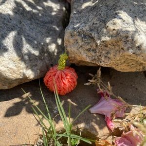 rainbowloom 3D pumpkin